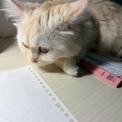 なぎさの日常🐱