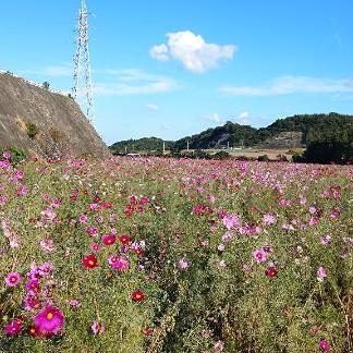 コスモス畑〜💐