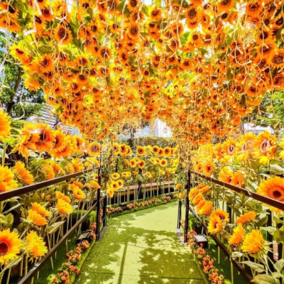 昼の向日葵🌻