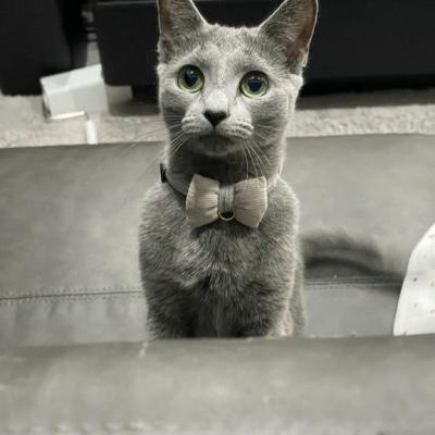 おやすみ前に、会いたいな🐱