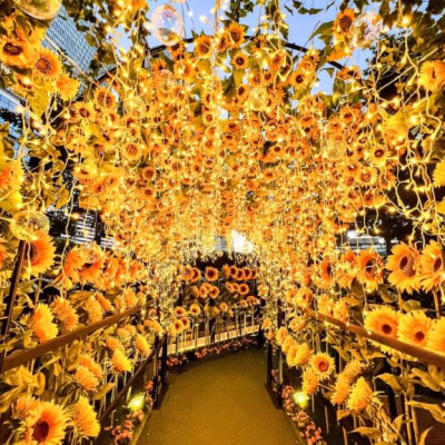 夕方の向日葵🌻