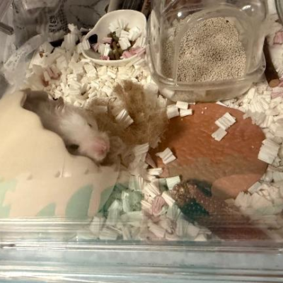 友達の🐹