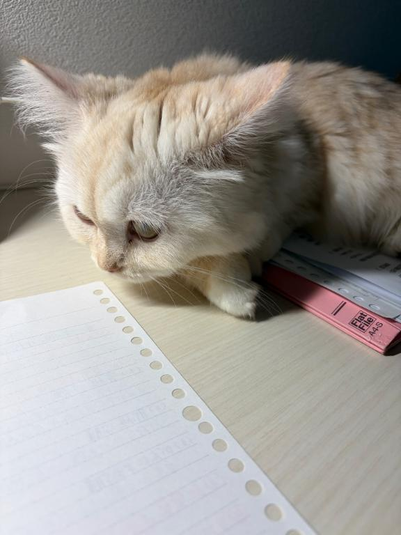 なぎさの日常🐱の画像1枚目