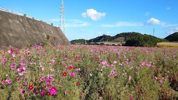 コスモス畑〜💐の画像1枚目