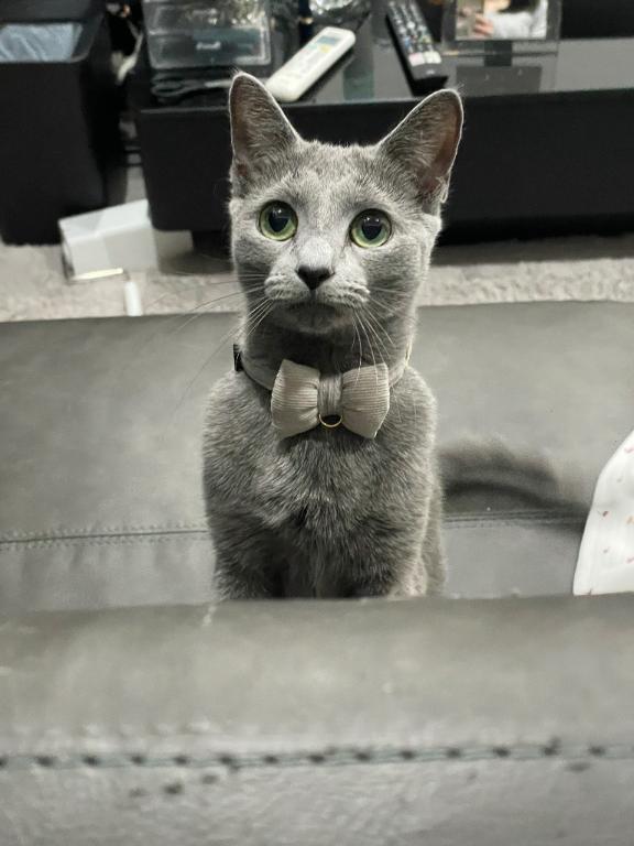 おやすみ前に、会いたいな🐱の画像1枚目