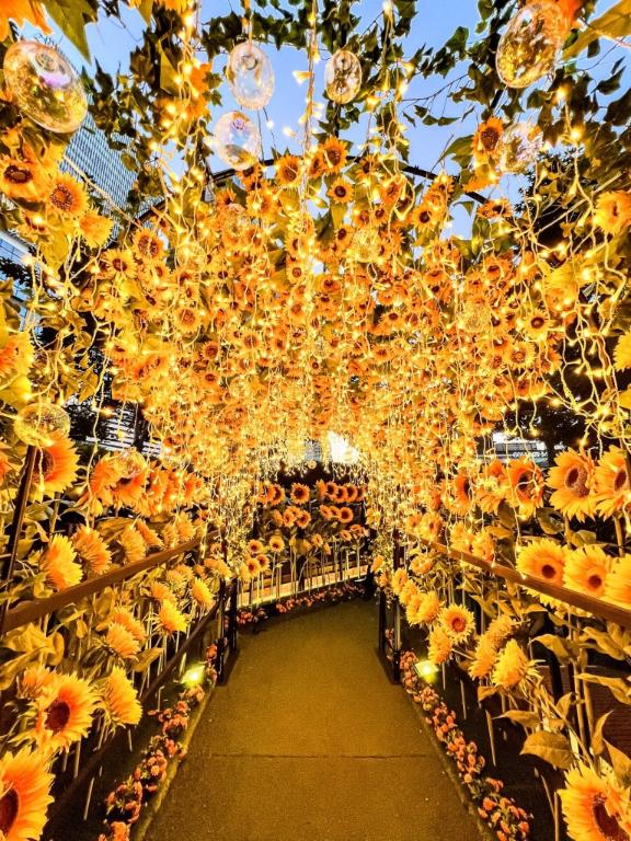 夕方の向日葵🌻の画像1枚目