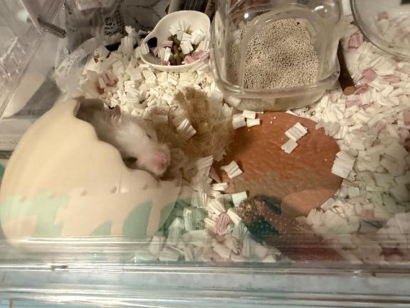 友達の🐹の画像1枚目